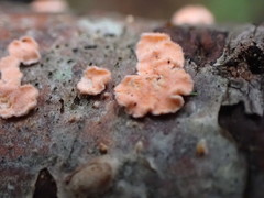 Aleurodiscus grantii