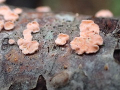 Aleurodiscus grantii