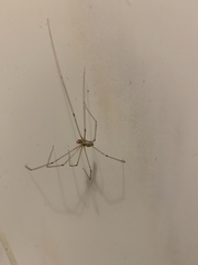 Pholcus phalangioides