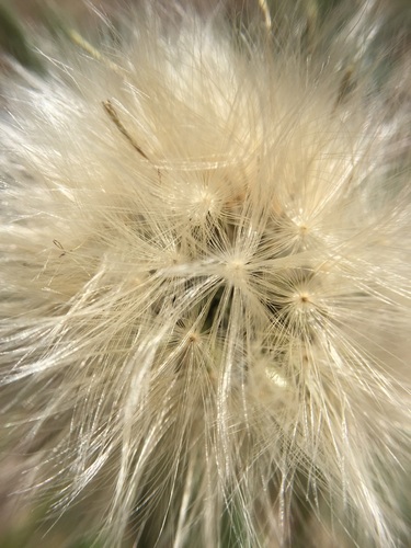 Image of Chaptalia Arechavaletae (Chaptalia arechavaletae) by no rights reserved