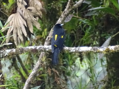 Cacicus chrysonotus
