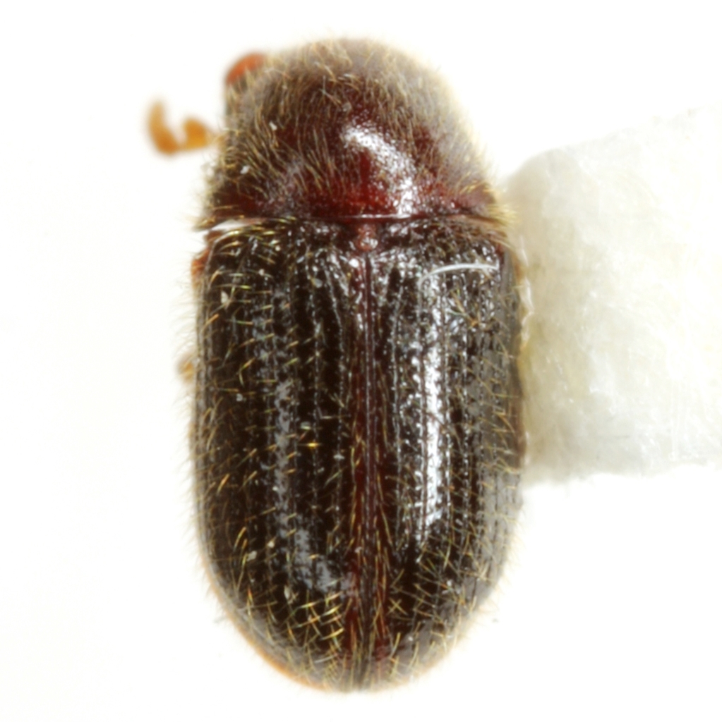 Striatheca lineata