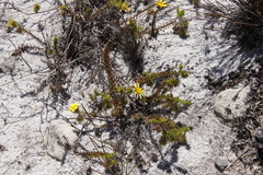 Cullumia setosa