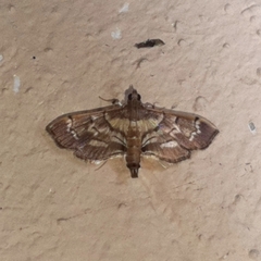 Salbia cassidalis
