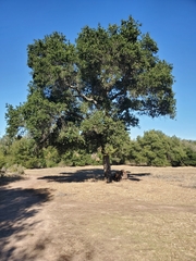Quercus agrifolia
