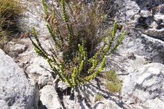 Pseudoselago serrata