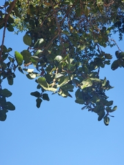 Quercus agrifolia
