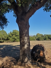 Quercus agrifolia