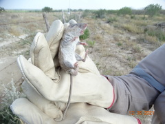 Peromyscus collinus
