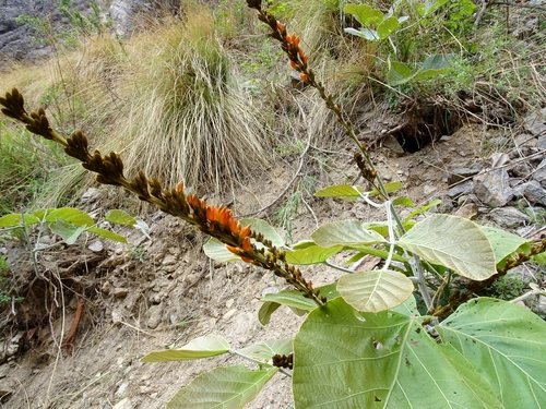Meizotropis