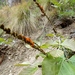 Butea buteiformis - Photo (c) jasminetrekker, algunos derechos reservados (CC BY-NC), uploaded by jasminetrekker