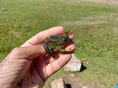 Pelophylax saharicus