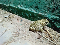 Bufotes boulengeri