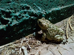 Bufotes boulengeri