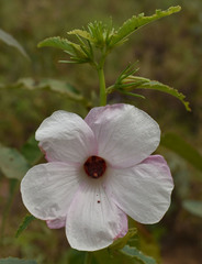 Hibiscus meraukensis