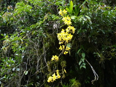 Cyrtochilum macranthum