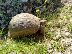 Testudo graeca
