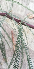 Parkinsonia aculeata