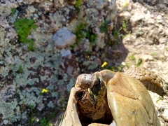 Testudo graeca