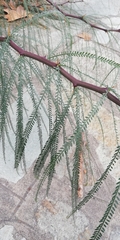 Parkinsonia aculeata