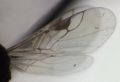 Townesilitus aemulus