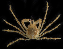 Chorilia longipes