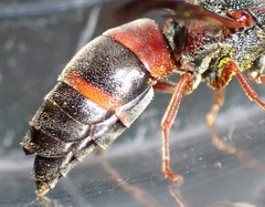 Pseudoxenos erynnidis