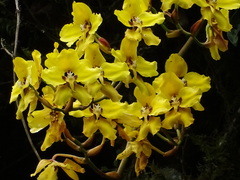 Cyrtochilum macranthum