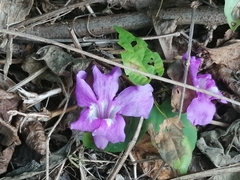 Bignonia diversifolia
