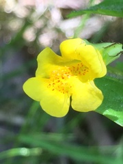 Erythranthe lutea