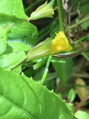 Erythranthe lutea