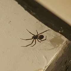 Steatoda nobilis