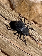 Philolithus sordidus