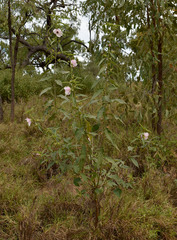 Hibiscus meraukensis