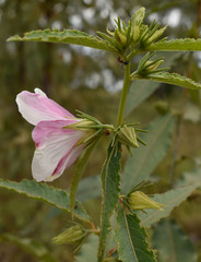 Hibiscus meraukensis
