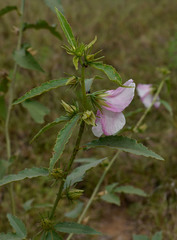 Hibiscus meraukensis