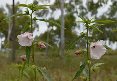 Hibiscus meraukensis