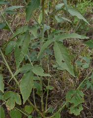 Hibiscus meraukensis