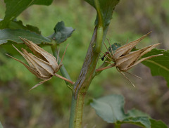 Hibiscus meraukensis