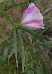 Hibiscus meraukensis