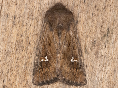 Tricholita fistula