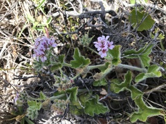 Pelargonium australe