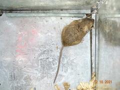 Chaetodipus hispidus