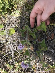 Pelargonium australe