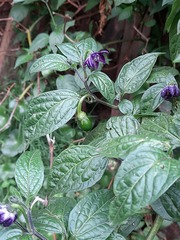 Capsicum pubescens