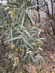 Hippophae