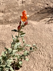 Sphaeralcea munroana