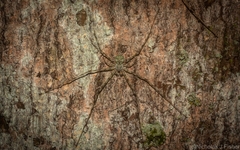 Tamopsis tweedensis