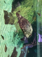 Geoclemys hamiltonii