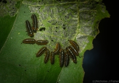 Phyllocharis gracilis